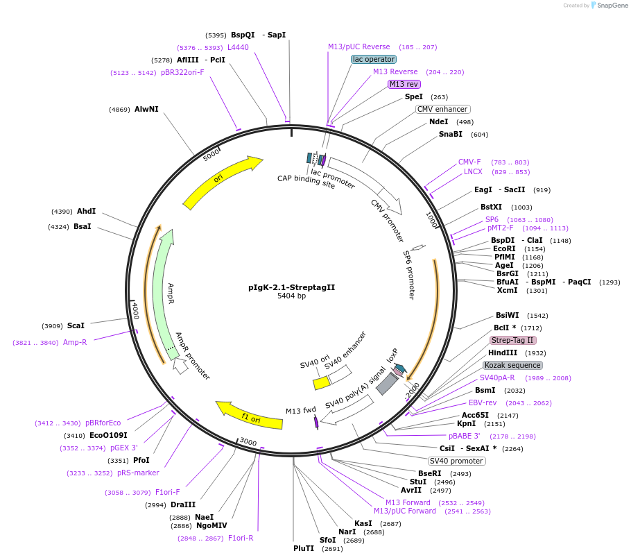 225830-plasmid-map-sequence-id-447621