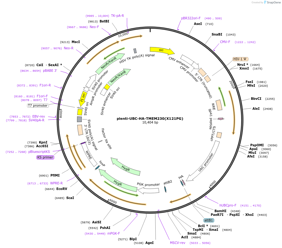 225518-plasmid-map-sequence-id-447624