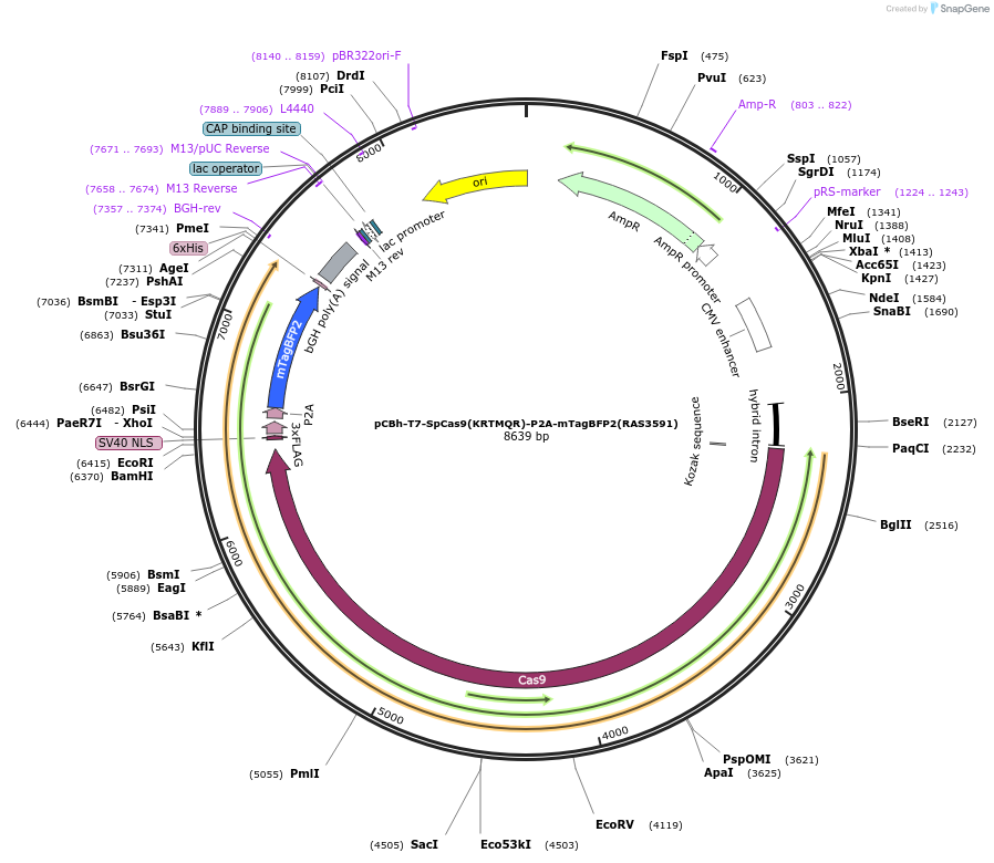 223106-plasmid-map-sequence-id-447626