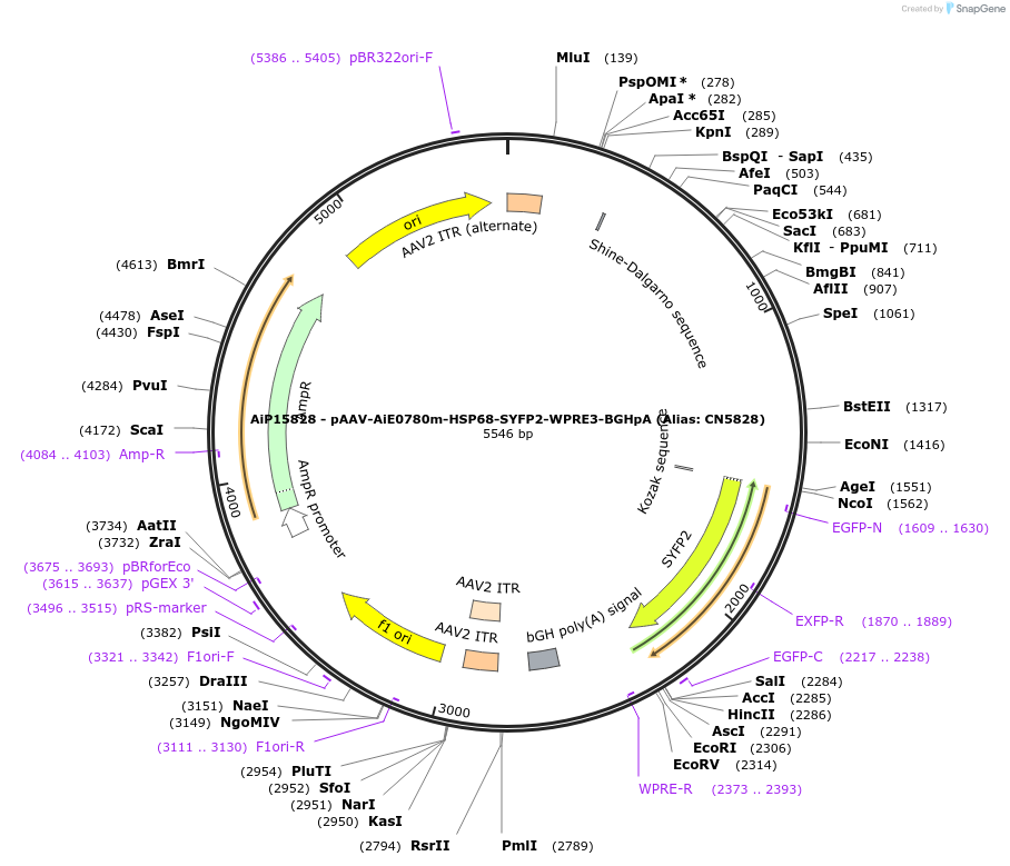 224207-plasmid-map-sequence-id-447627
