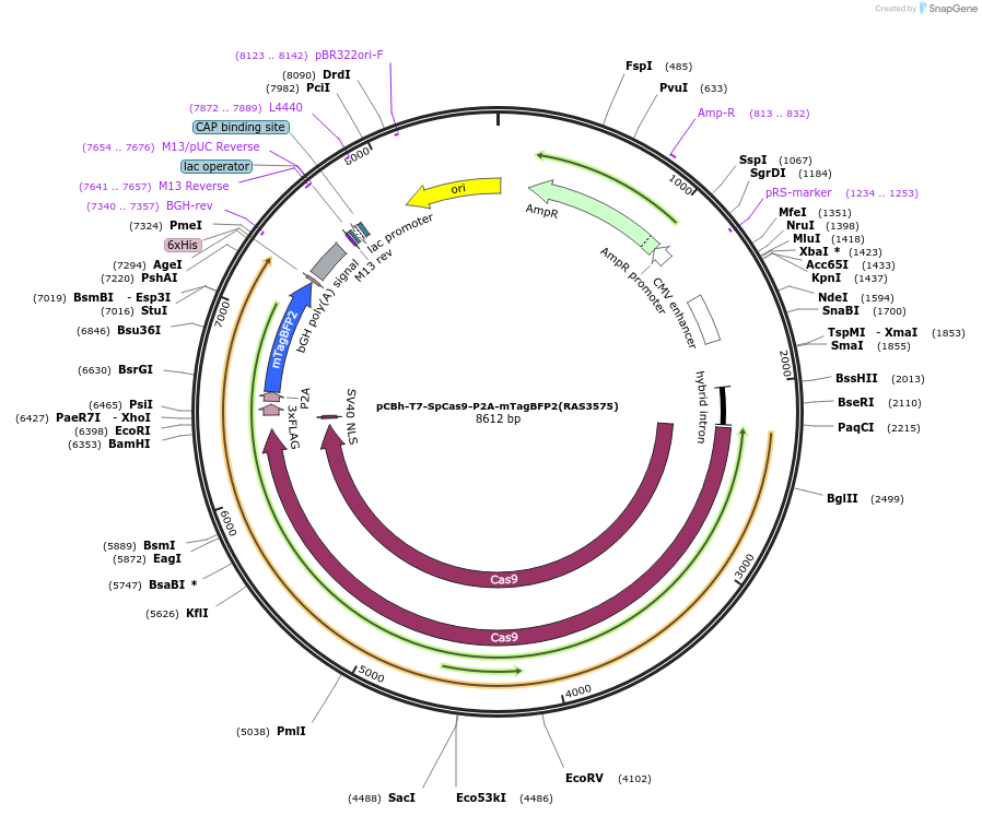 223111-plasmid-map-sequence-id-447632