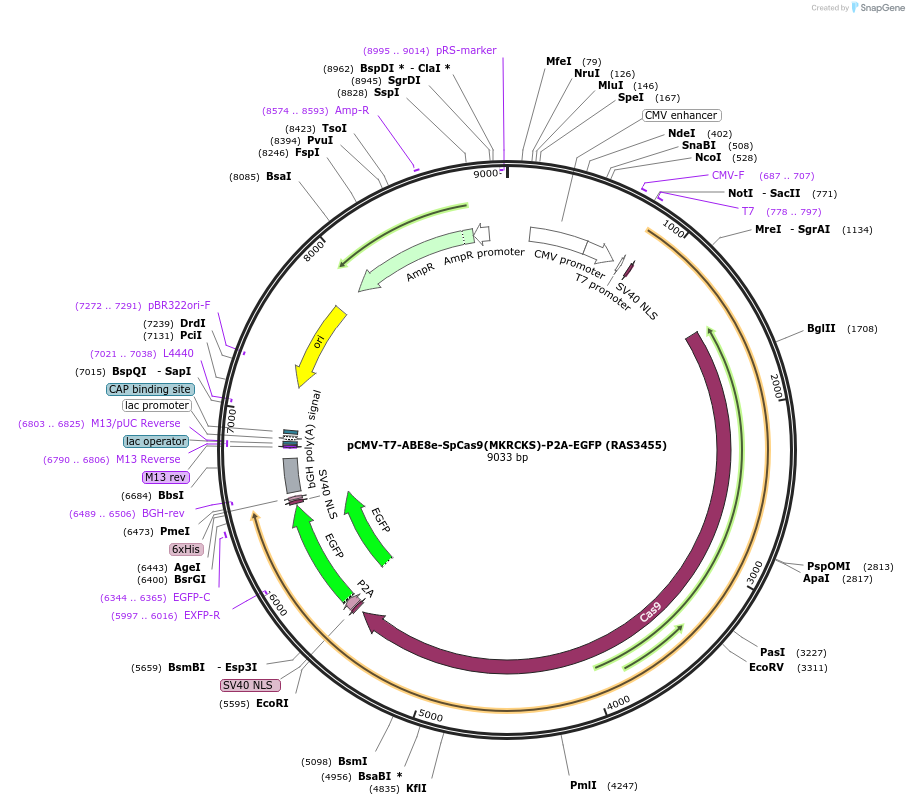 223116-plasmid-map-sequence-id-447639