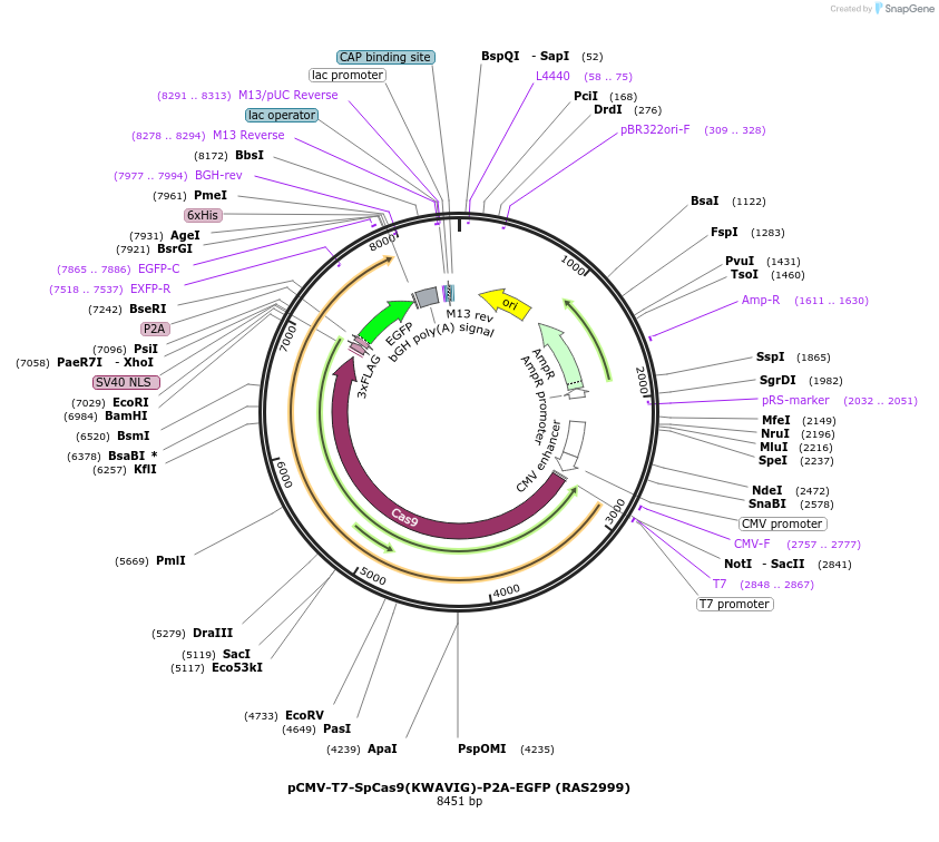 223088-plasmid-map-sequence-id-447651