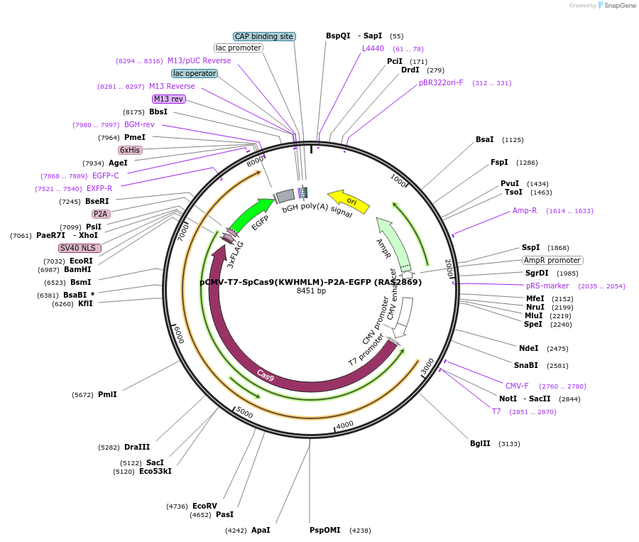 223090-plasmid-map-sequence-id-447652