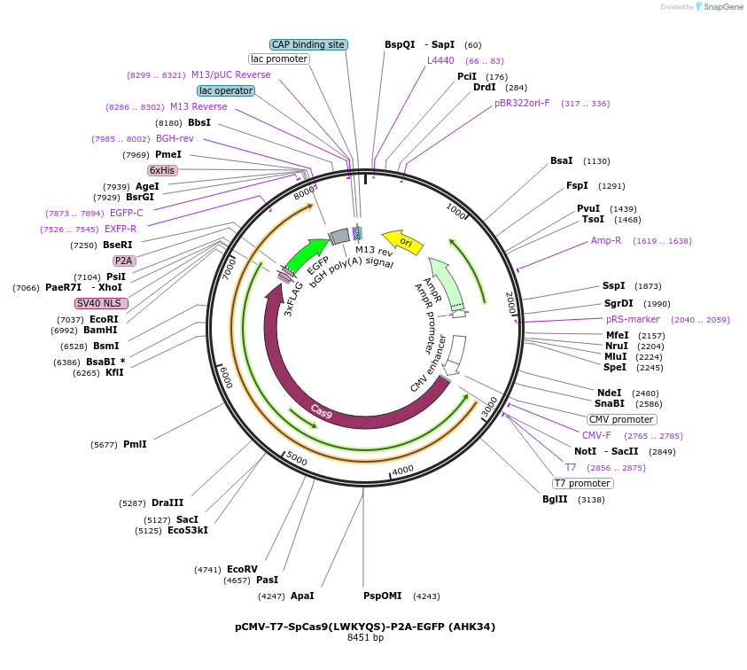223079-plasmid-map-sequence-id-447658