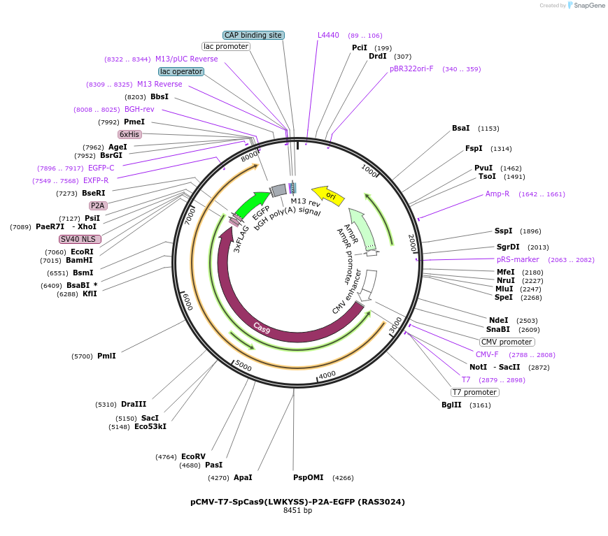 223080-plasmid-map-sequence-id-447659