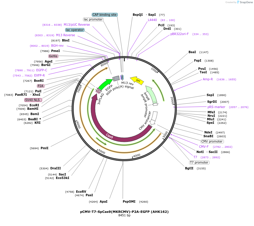 223075-plasmid-map-sequence-id-447667