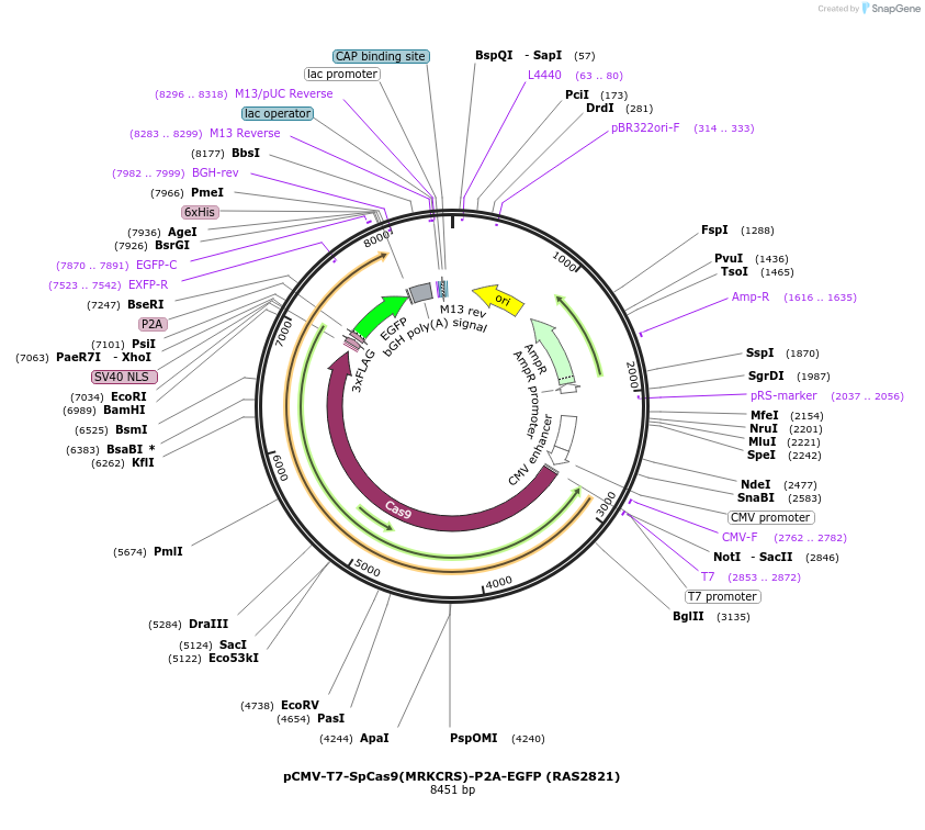 223102-plasmid-map-sequence-id-447669