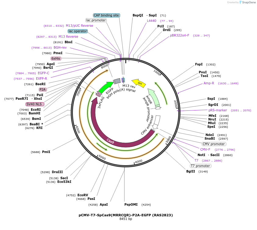223072-plasmid-map-sequence-id-447672