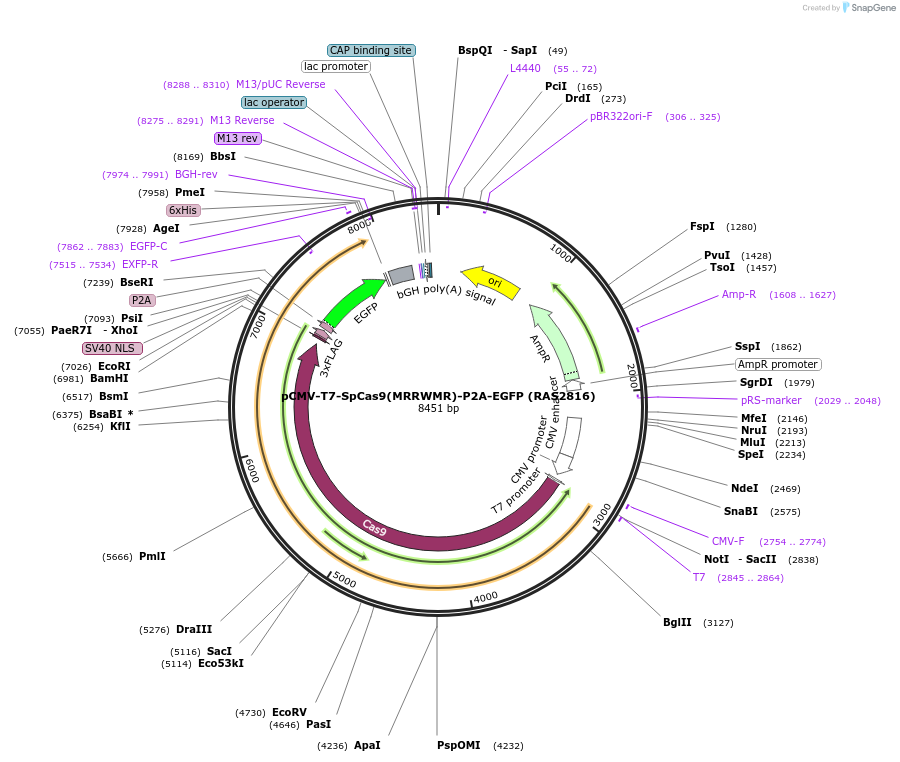 223068-plasmid-map-sequence-id-447673