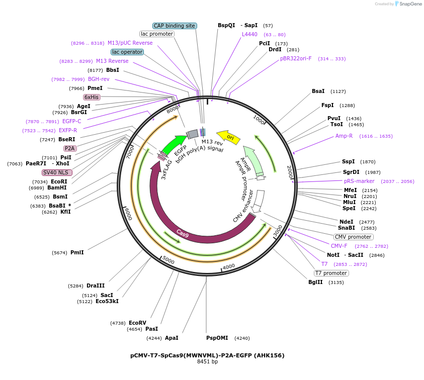 223076-plasmid-map-sequence-id-447684