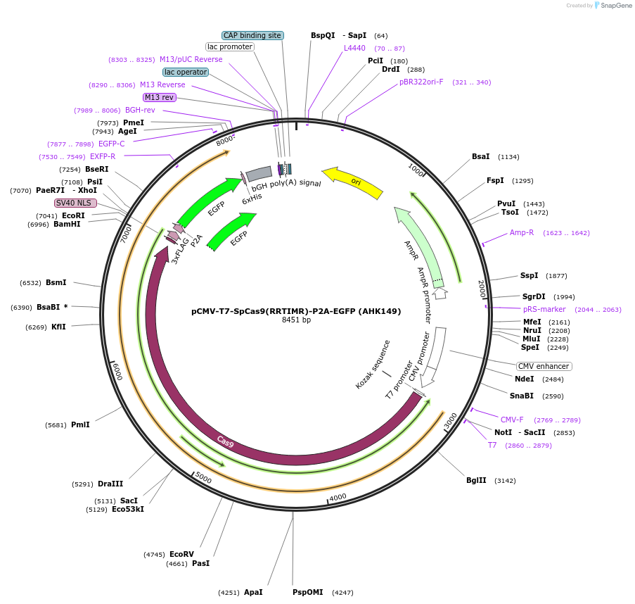 223071-plasmid-map-sequence-id-447687
