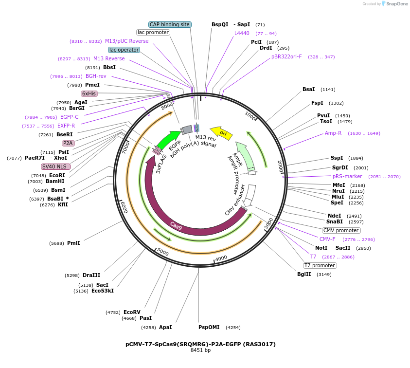 223103-plasmid-map-sequence-id-447689