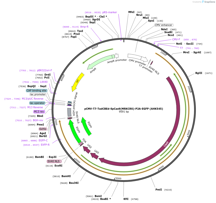 223133-plasmid-map-sequence-id-447699