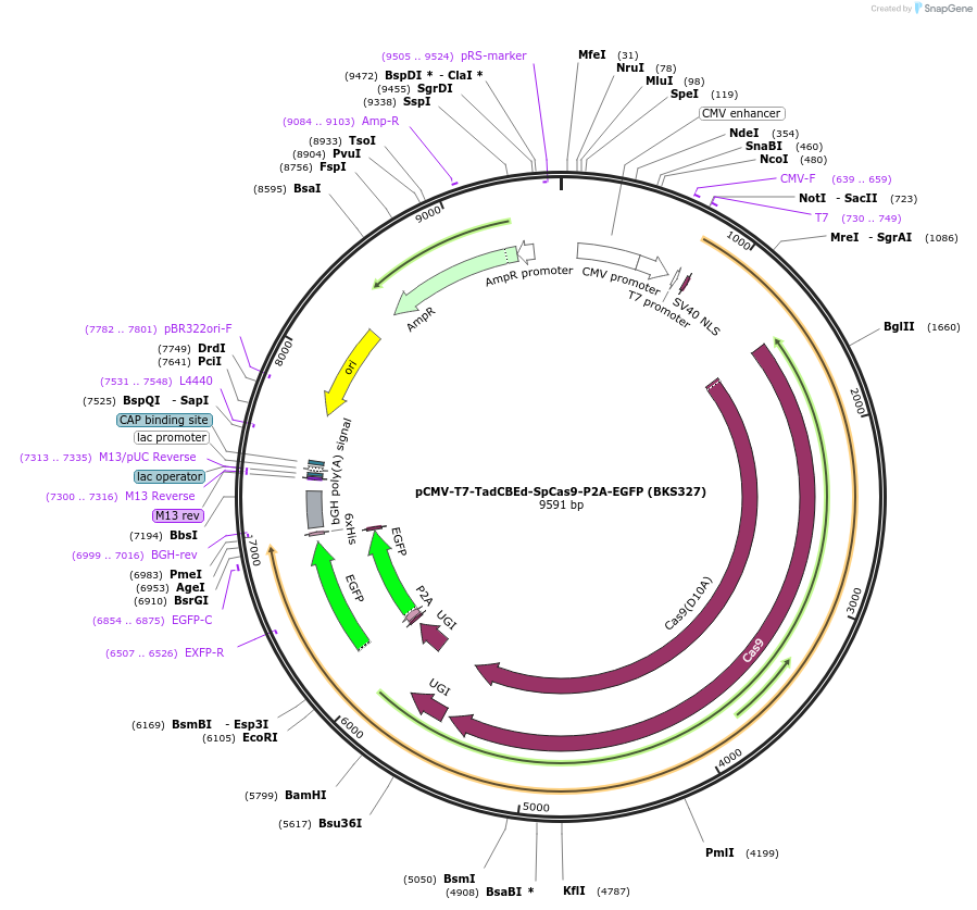 223123-plasmid-map-sequence-id-447704