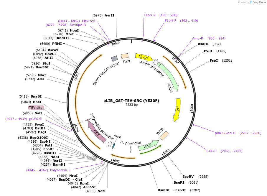 223743-plasmid-map-sequence-id-447709