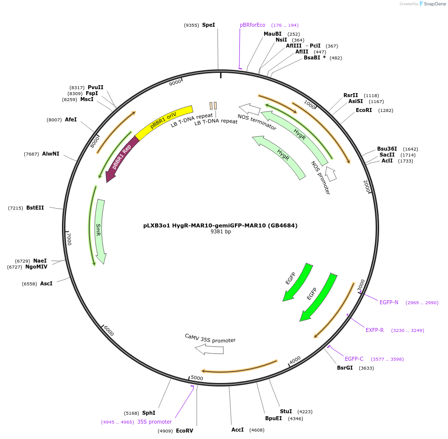 225439-plasmid-map-sequence-id-447723