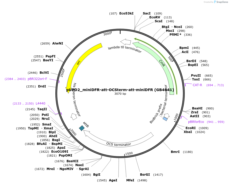 225431-plasmid-map-sequence-id-447728