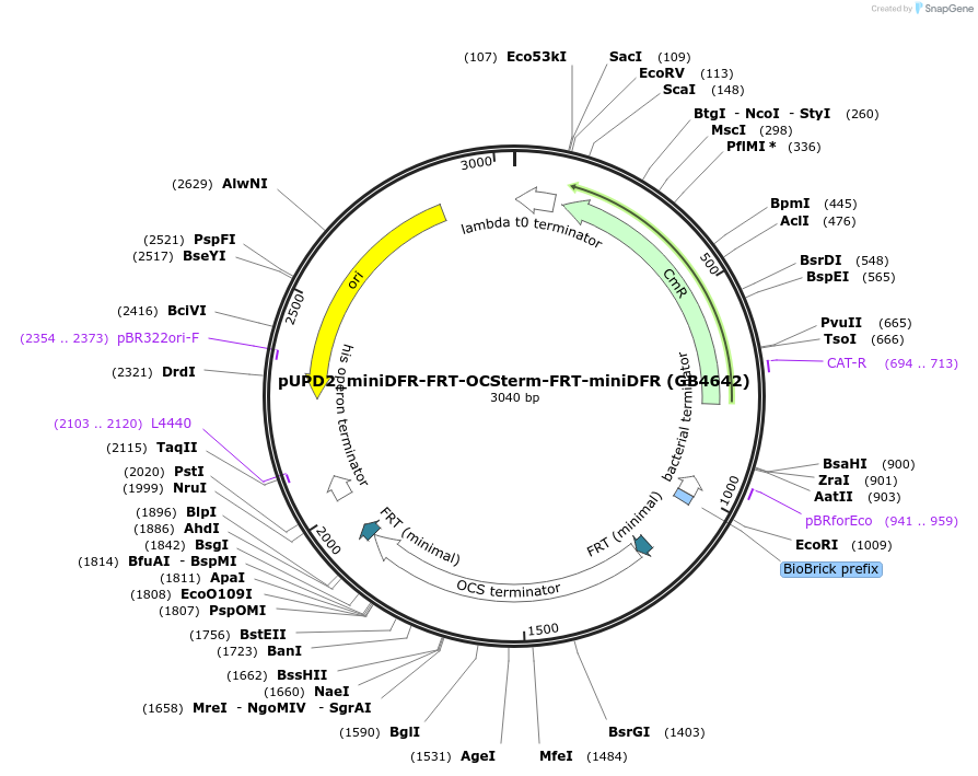 225430-plasmid-map-sequence-id-447730
