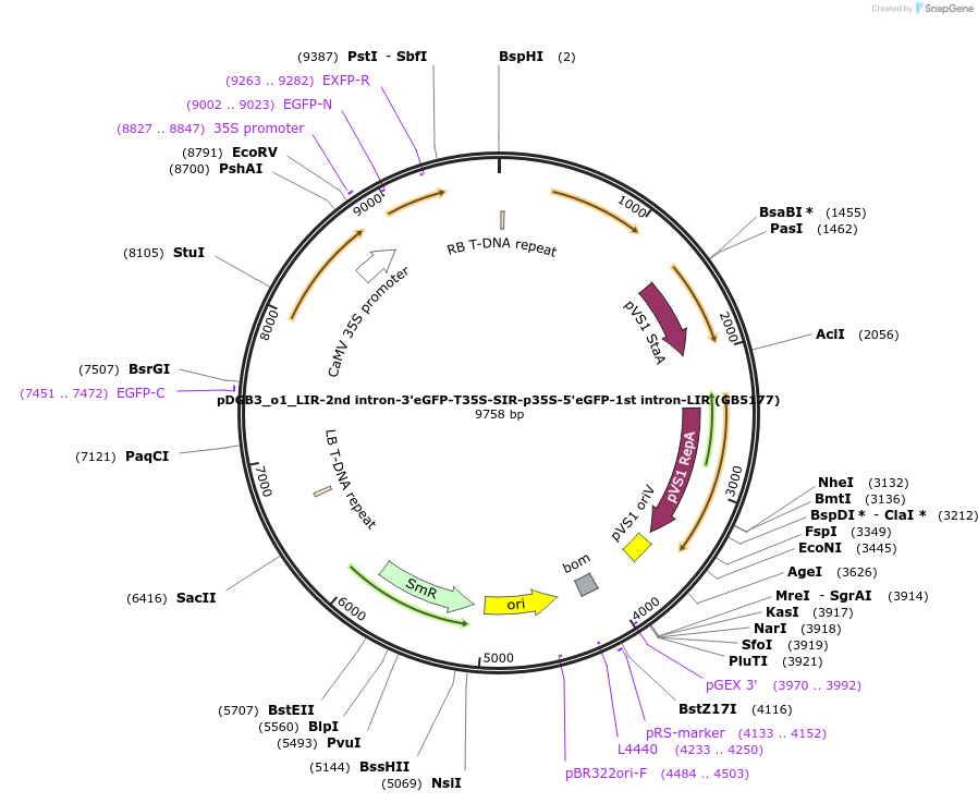 225442-plasmid-map-sequence-id-447731