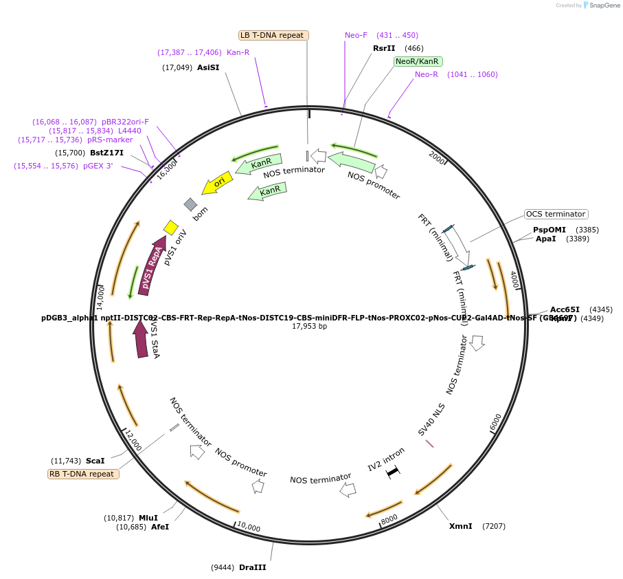 225440-plasmid-map-sequence-id-447732