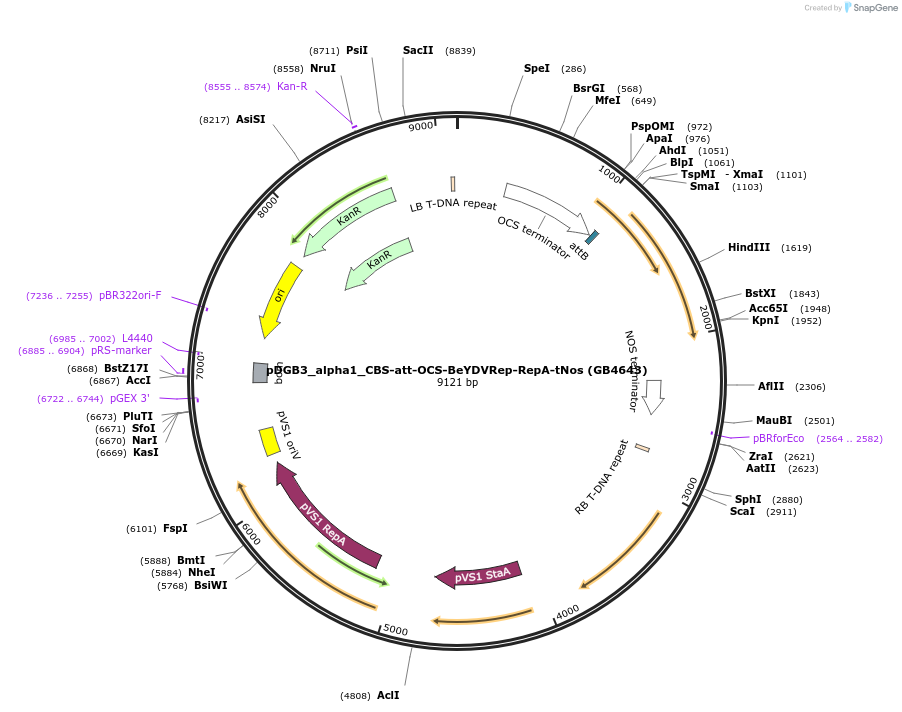 225437-plasmid-map-sequence-id-447734