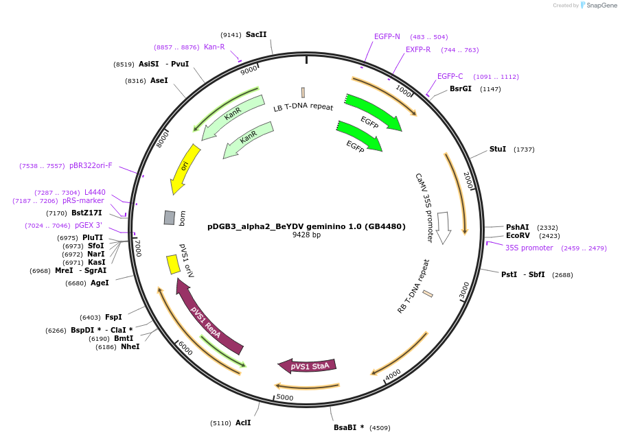 225436-plasmid-map-sequence-id-447735