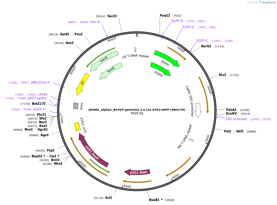 225443-plasmid-map-sequence-id-447736