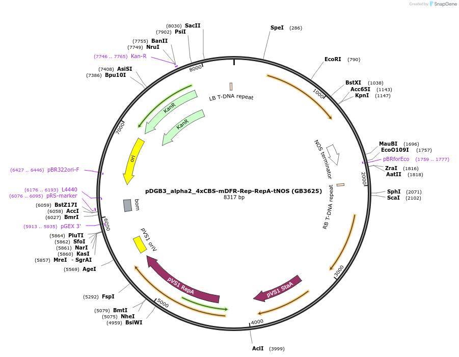 225433-plasmid-map-sequence-id-447737