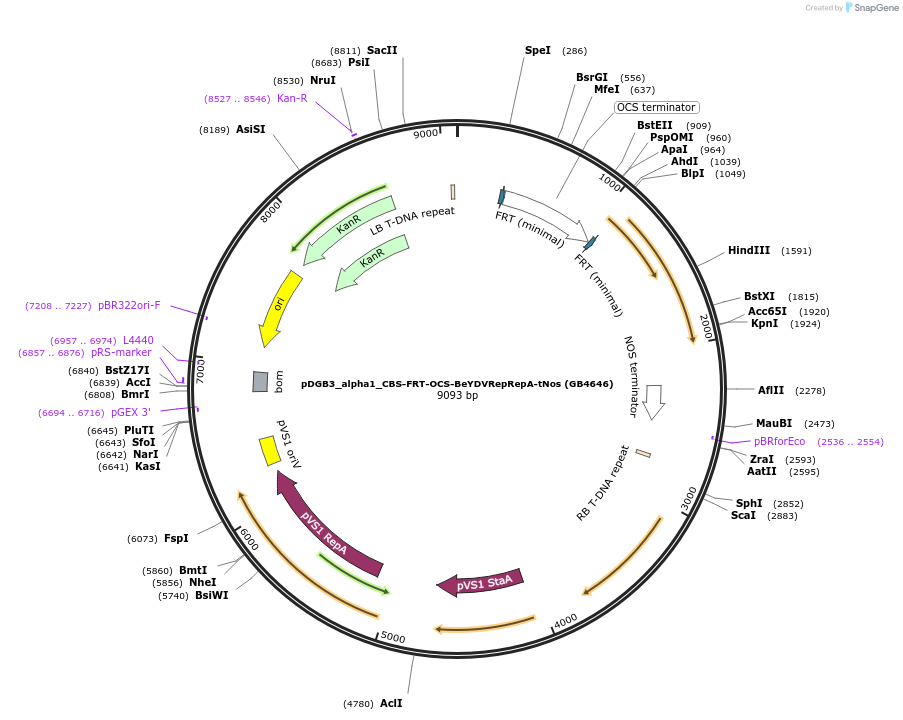 225438-plasmid-map-sequence-id-447740