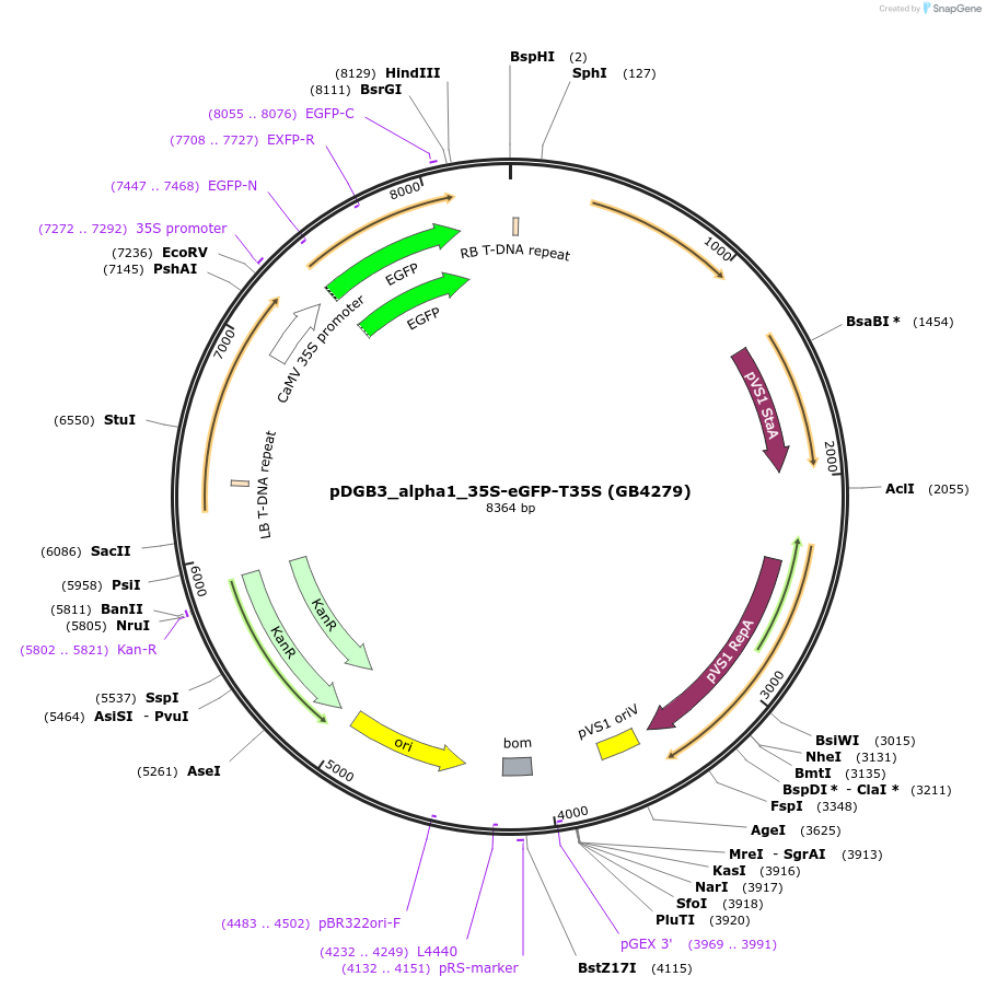 225434-plasmid-map-sequence-id-447741