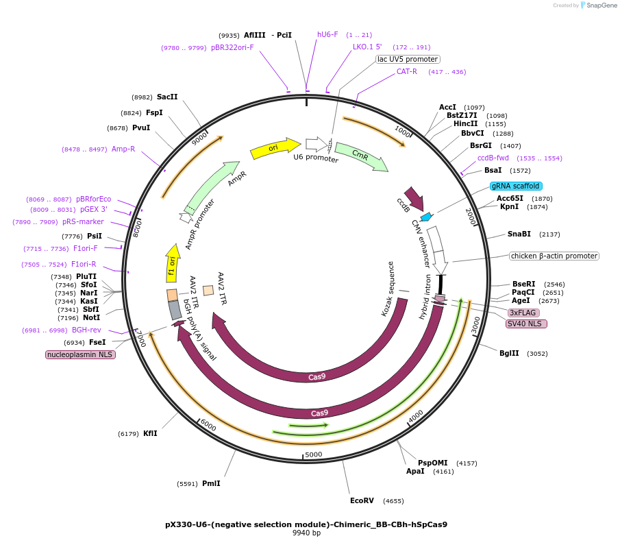 223321-plasmid-map-sequence-id-447743