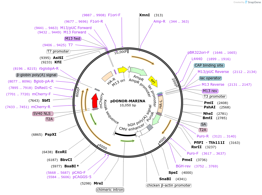223328-plasmid-map-sequence-id-447745
