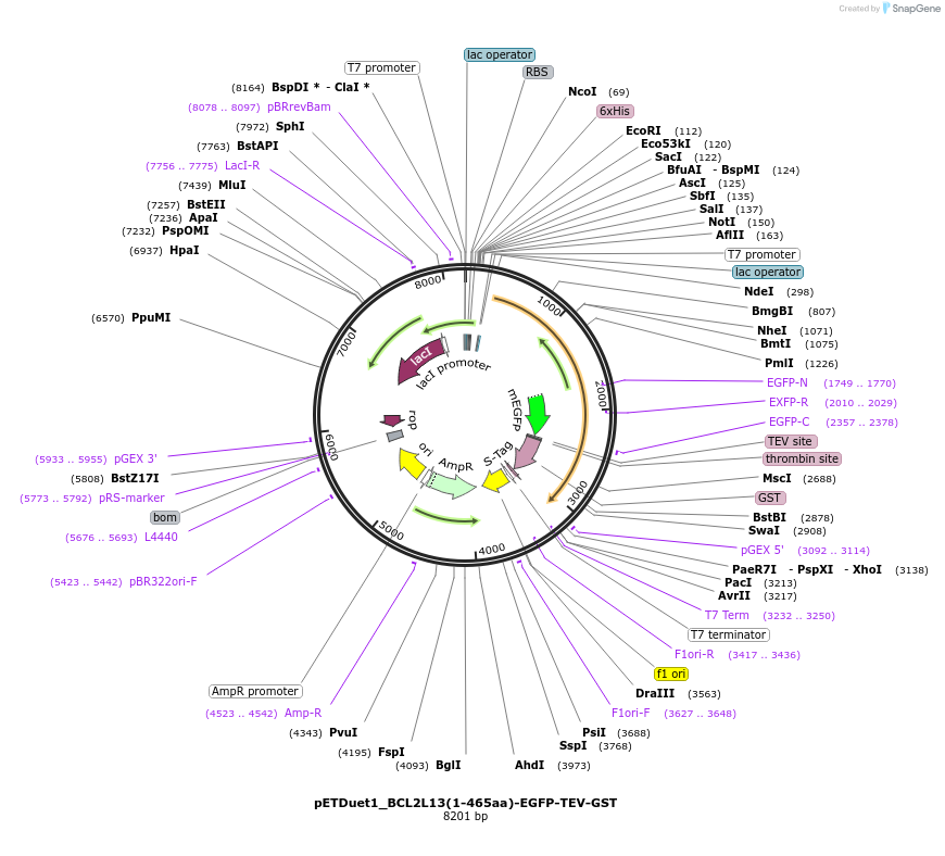 223745-plasmid-map-sequence-id-447747