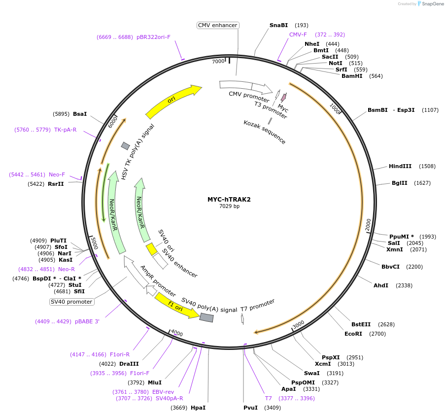 225142-plasmid-map-sequence-id-447846