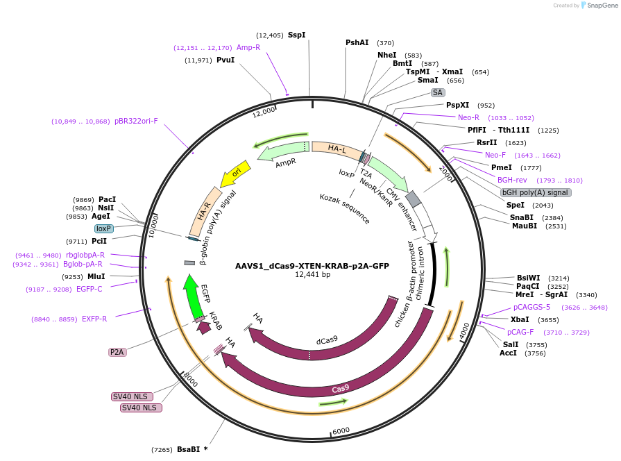 222108-plasmid-map-sequence-id-447848
