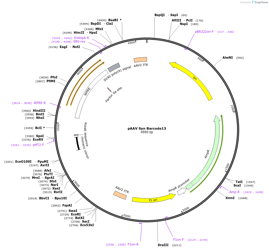 226187-plasmid-map-sequence-id-447869