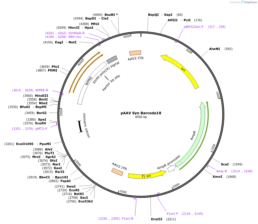 226191-plasmid-map-sequence-id-447872