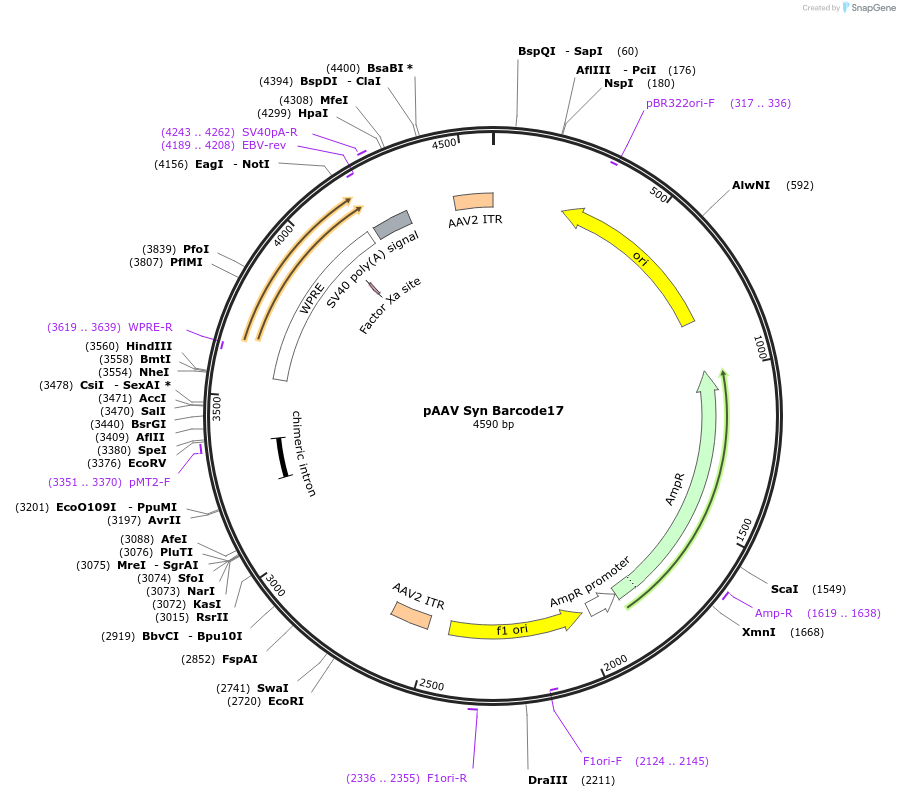 226190-plasmid-map-sequence-id-447877