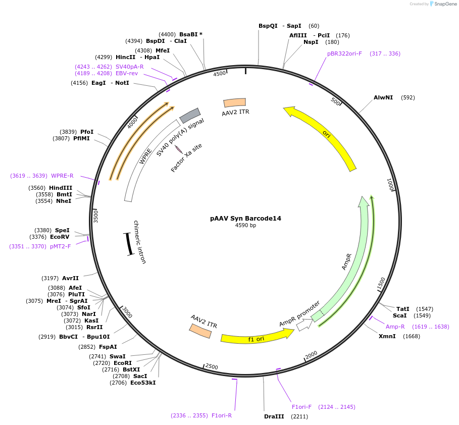 226188-plasmid-map-sequence-id-447878