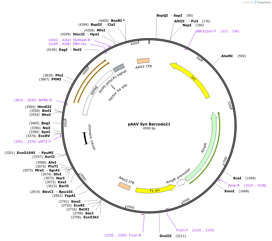 226194-plasmid-map-sequence-id-447882