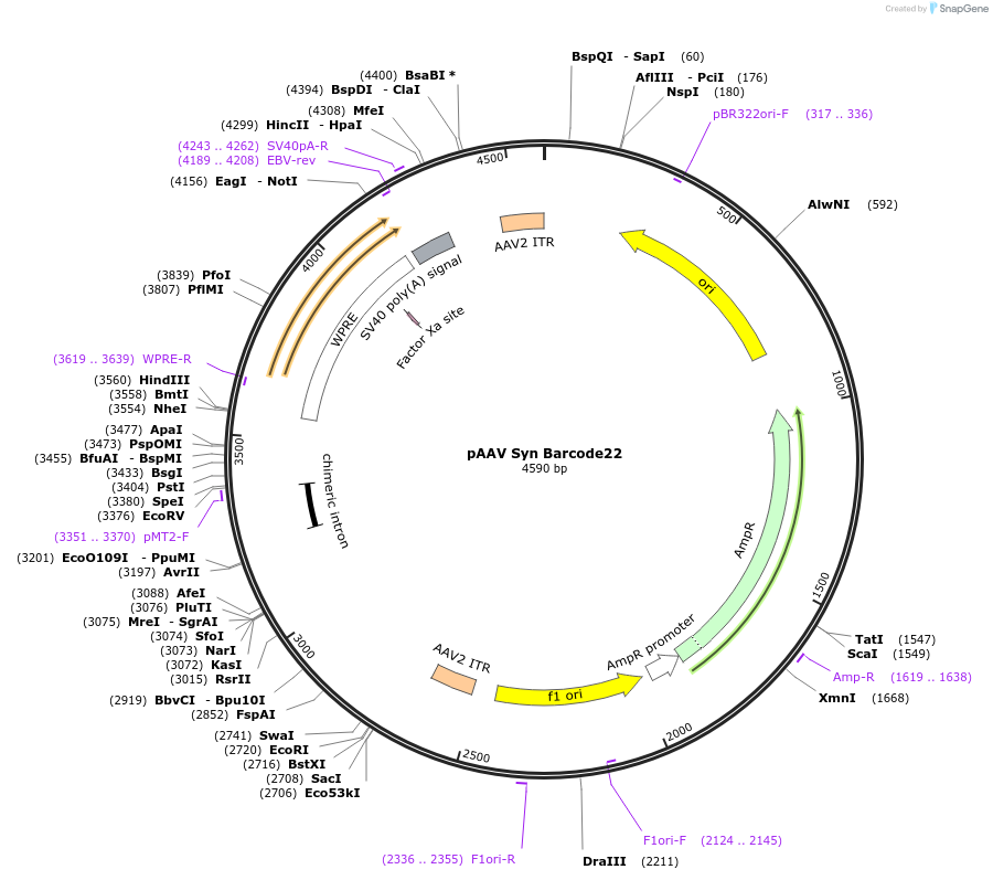 226193-plasmid-map-sequence-id-447883