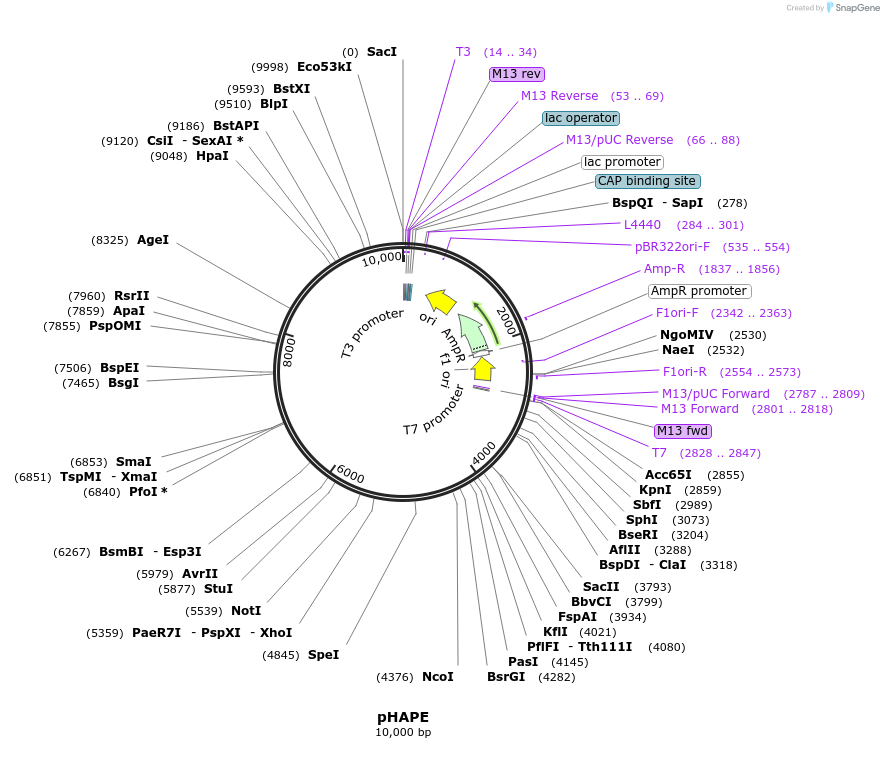 217451-plasmid-map-sequence-id-447884