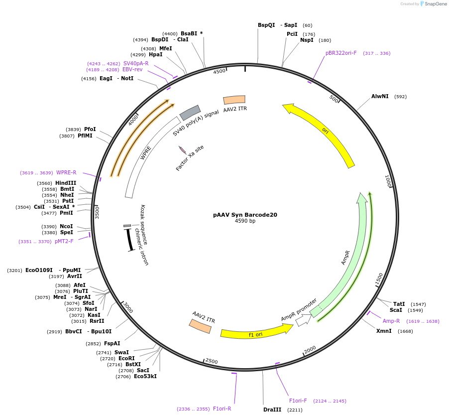 226192-plasmid-map-sequence-id-447885