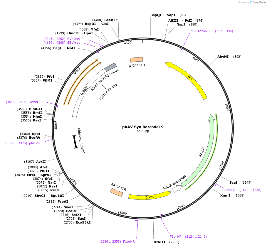 226196-plasmid-map-sequence-id-447886