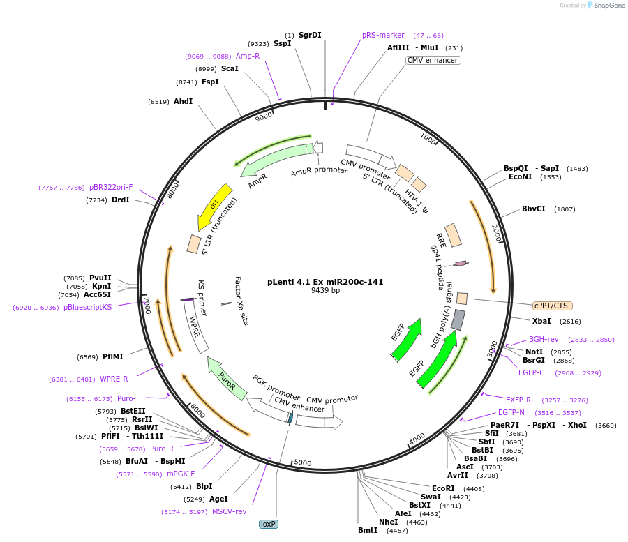 35534-plasmid-map-sequence-id-44789