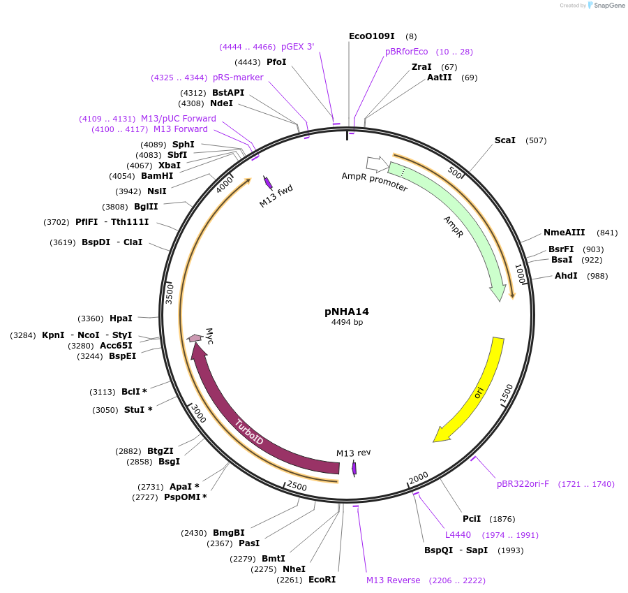 223646-plasmid-map-sequence-id-447890