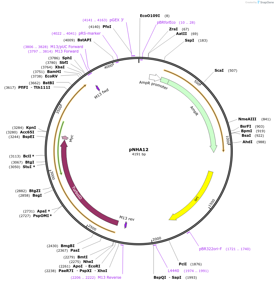 223644-plasmid-map-sequence-id-447892