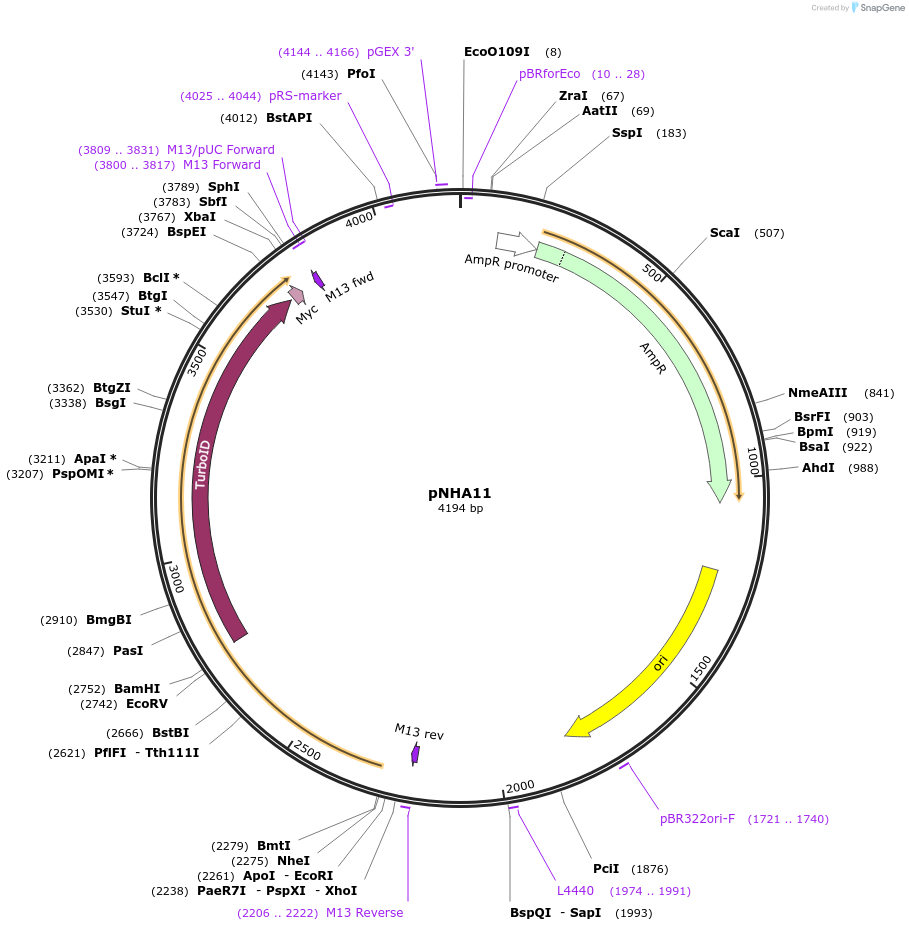 223643-plasmid-map-sequence-id-447895