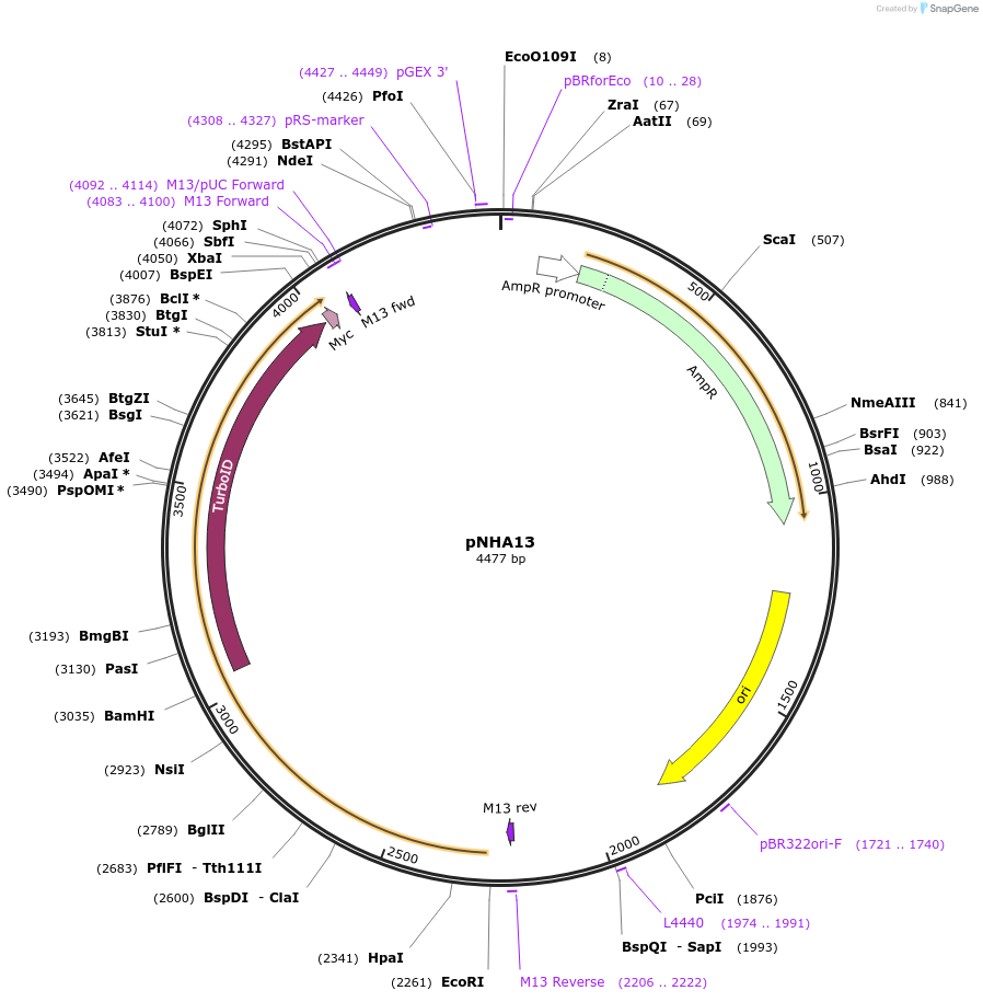 223645-plasmid-map-sequence-id-447896